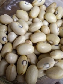 Coco Jaune de Limoges bab - bokorbab, Phaseolus vulgaris, hüvelyes